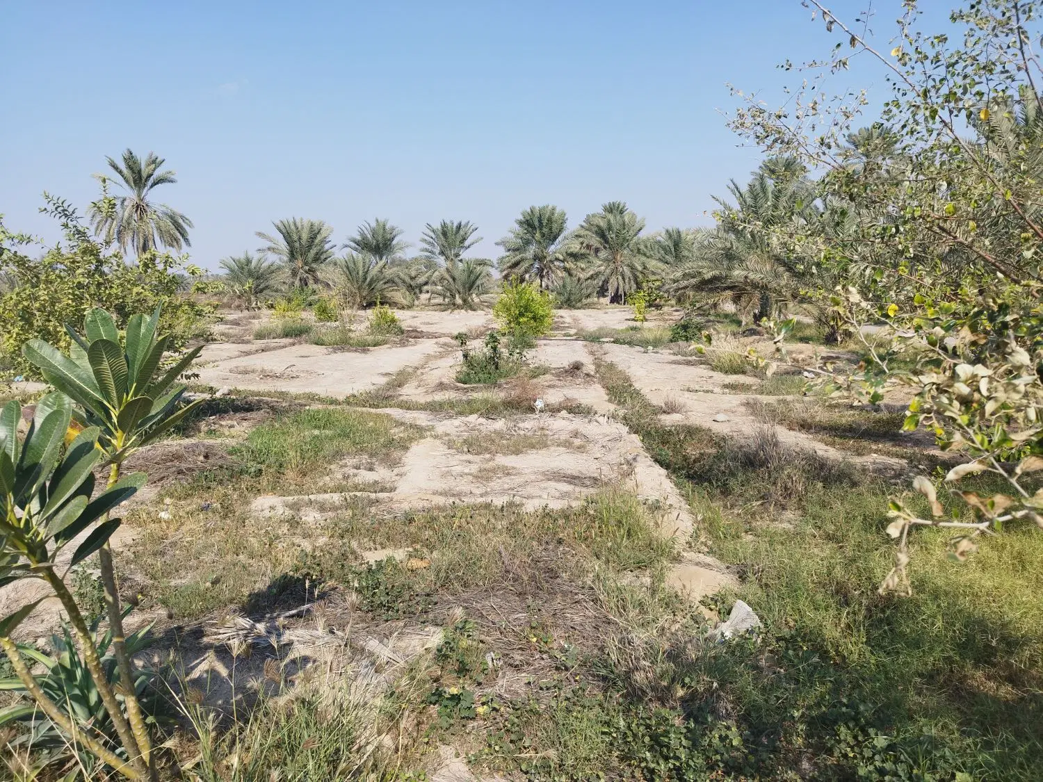 زمین زراعی به متراژ 1200 متر