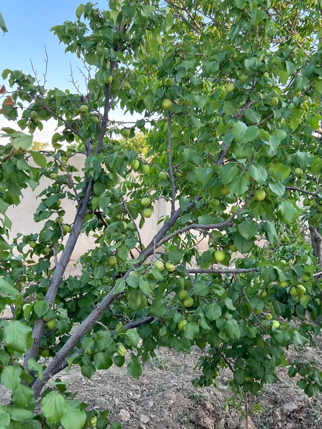 باغچه ۴۰۰ متری