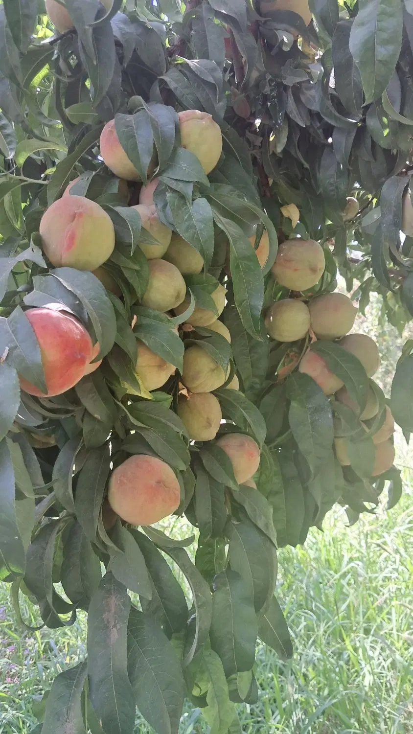 باغ با انواع درختان میوه