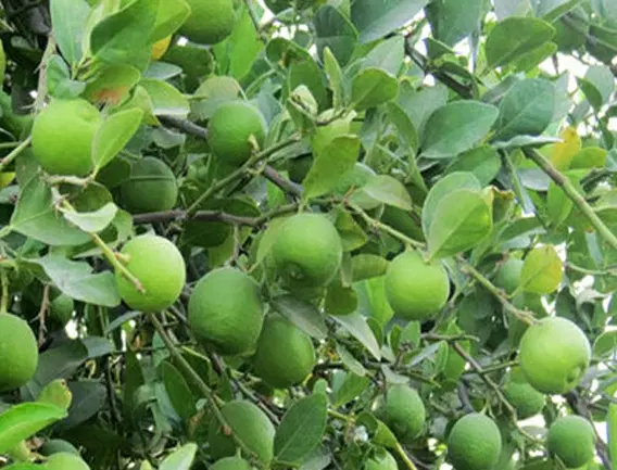 باغچه هزارمتری
