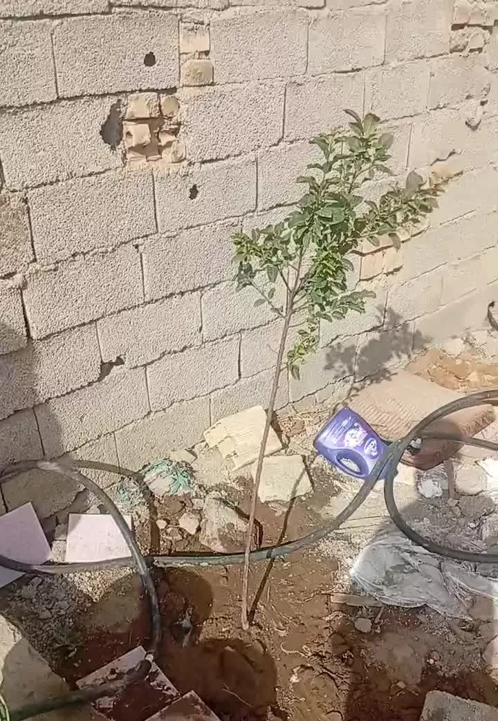 باغچه چهار دیواری