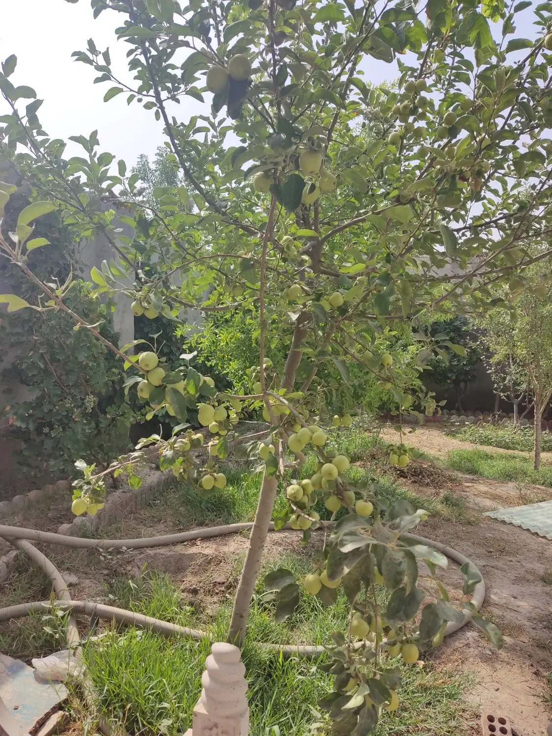 باغچه ویلایی