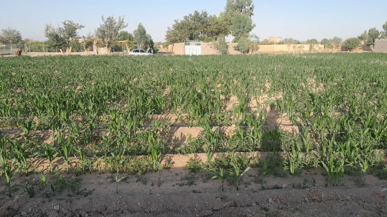 فروش زمین کشاورزی ۲۰۰۰ متر