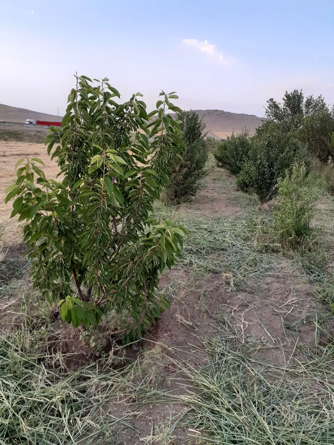 زمین باغی (هم باغ هم زمین کشاورزی)