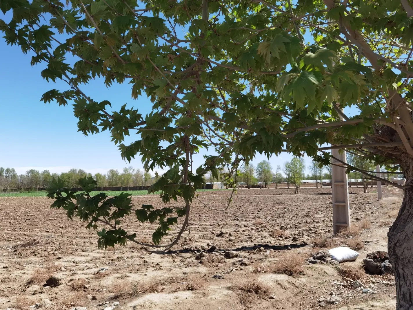 یک هکتار زمین کشاورزی