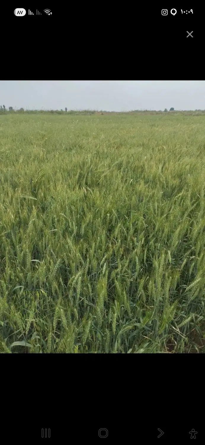 نیازمند زمین کشاورزی اجاره یا شراکتی