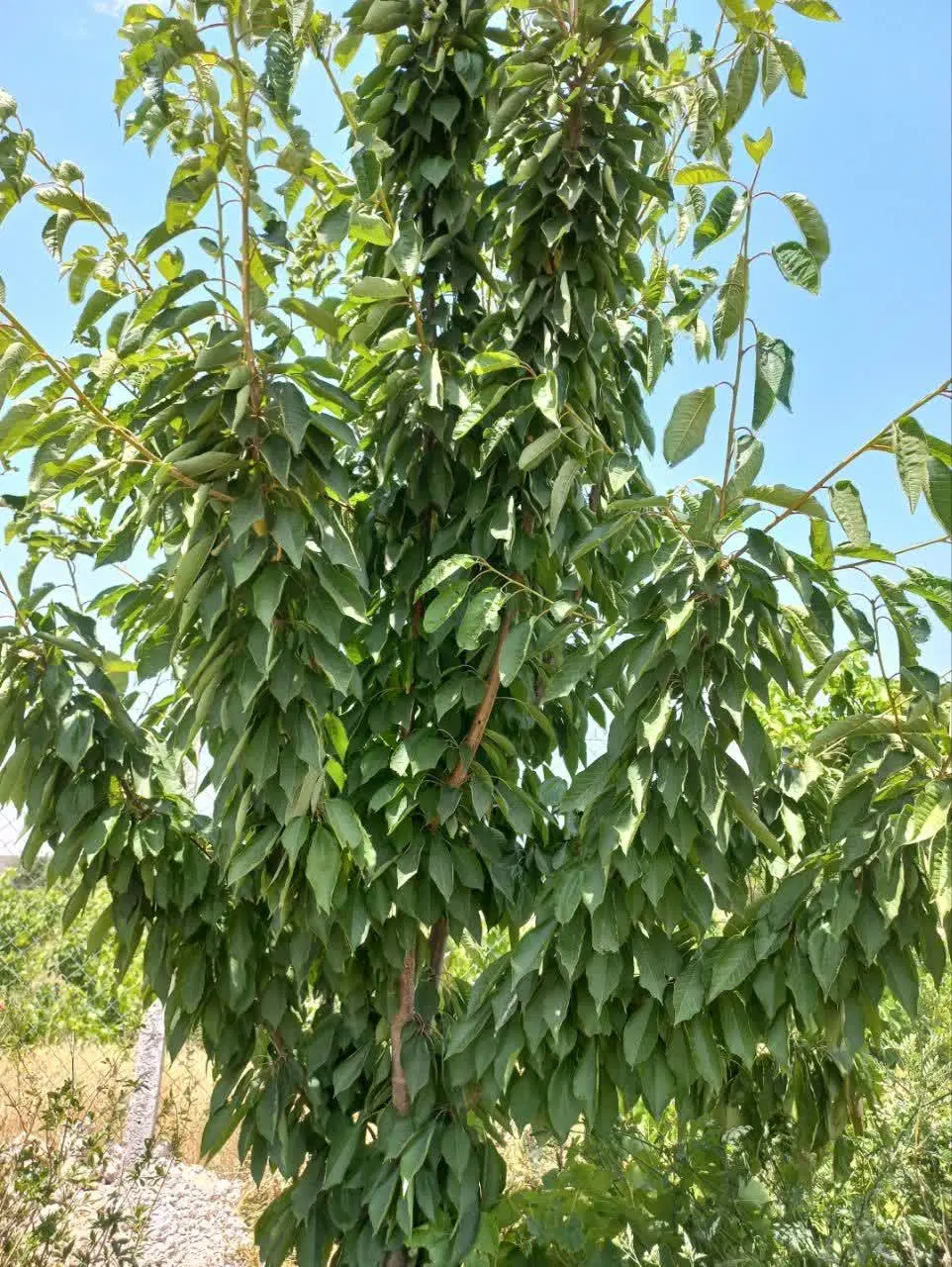 ۲هزار متر زمین با بنا ۱.۲میلیارد صاحبش شو