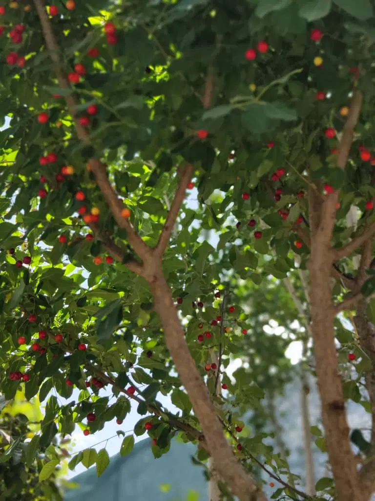 باغچه در کاشانک