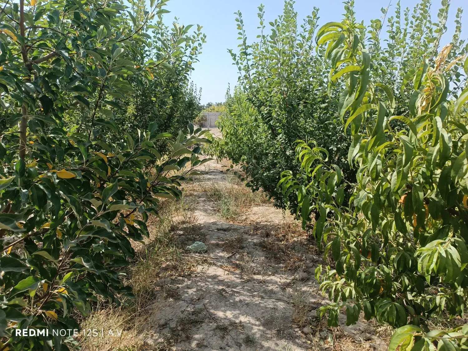 باغ سند دار متراژ ۳۶۵۰ متر