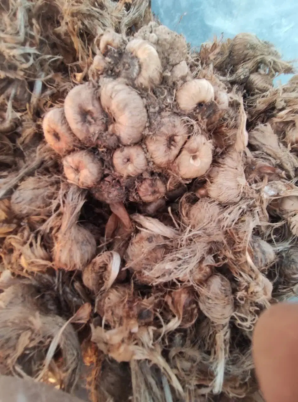 فروش زمین زعفران  ۷ هزار متر