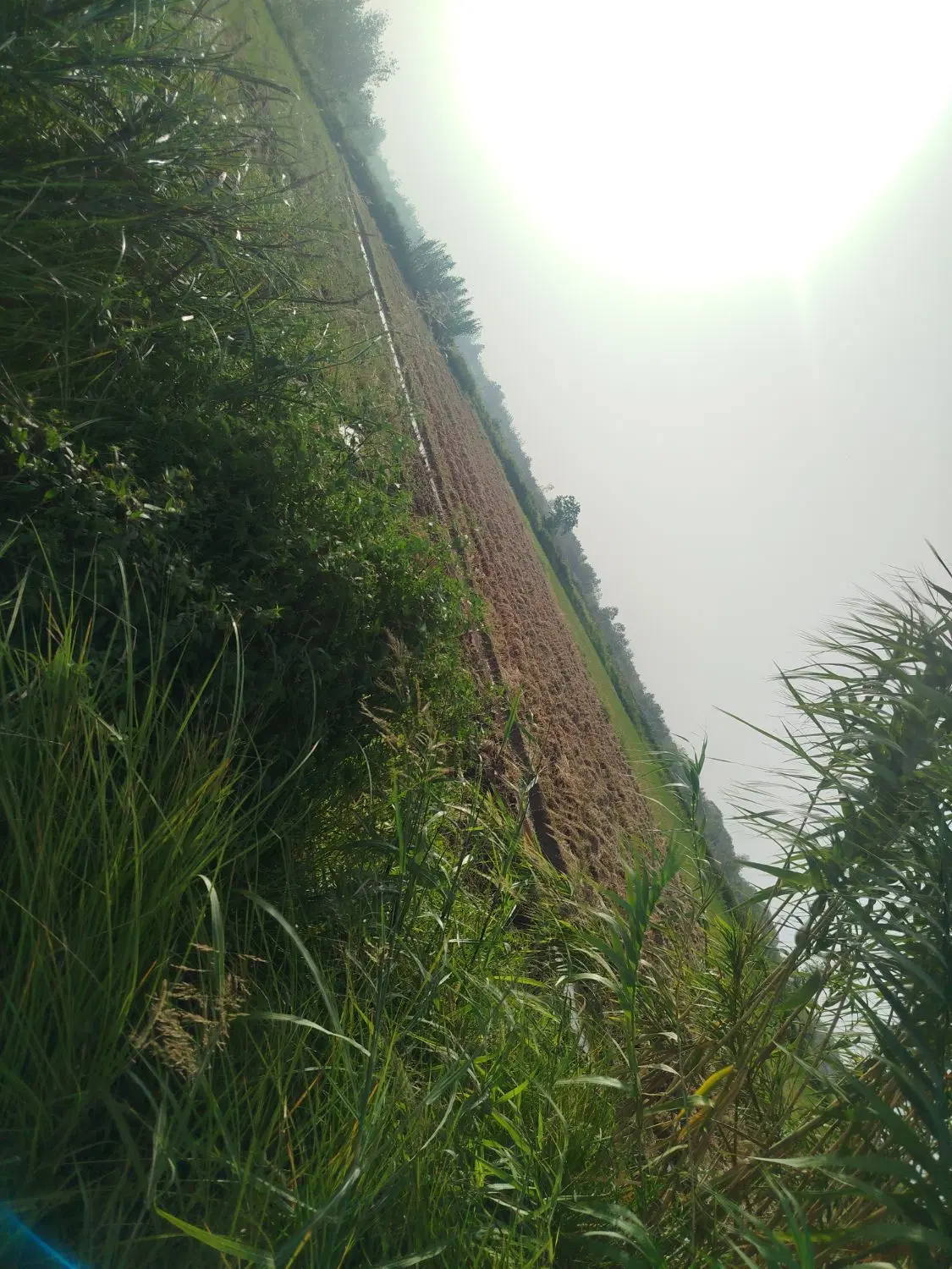 زمین کشاورزی