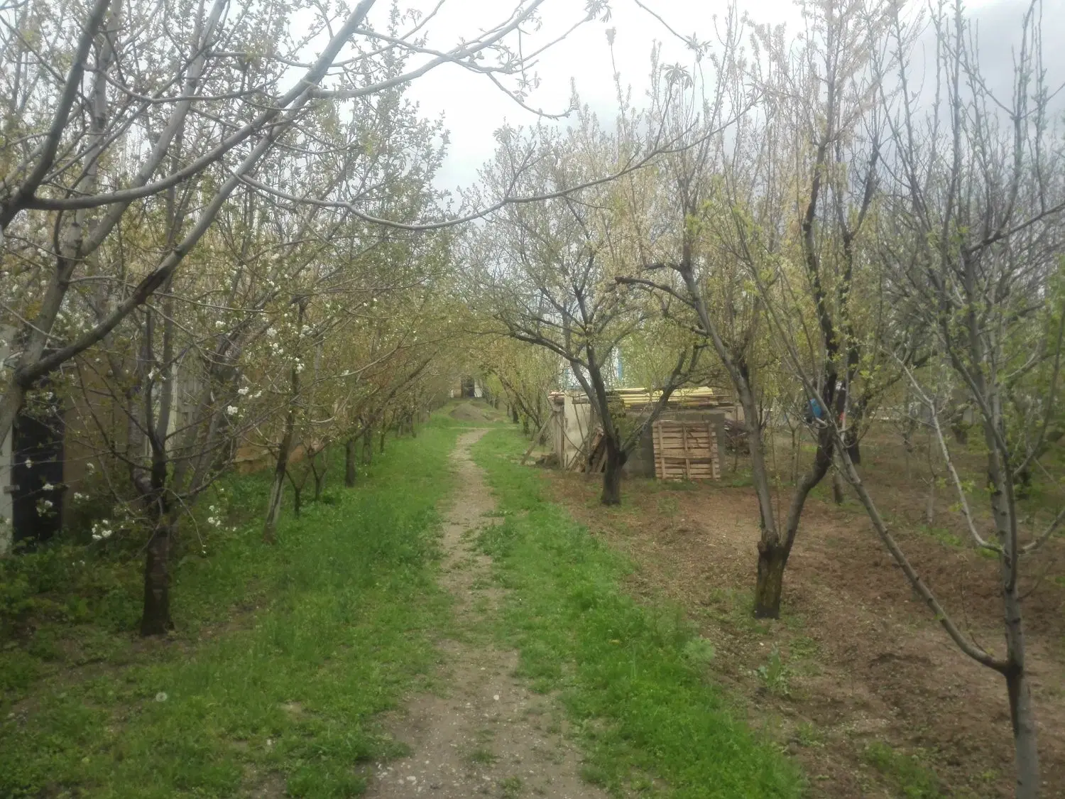 باغ در هشتگرد( بختیار) ۵۰۰۰