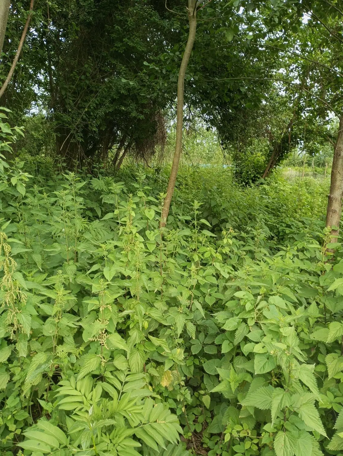 زمین باغی