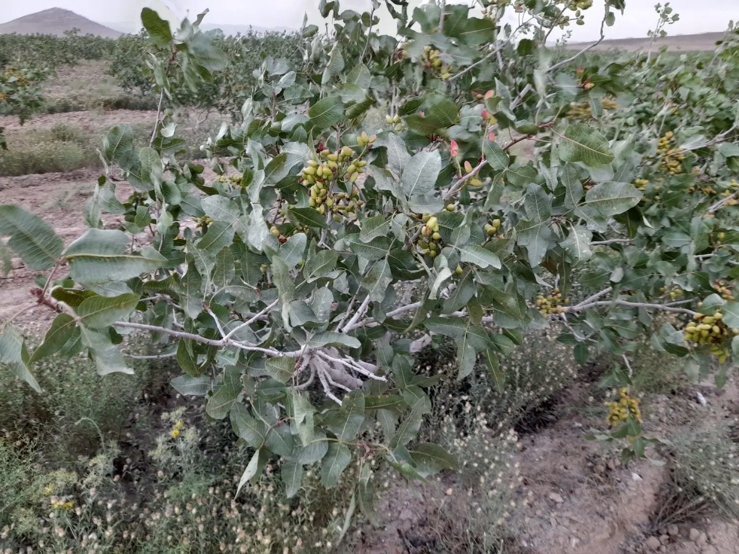 ۸هکتارباغ پسته و۱۲ساعت آب مدار۱۰