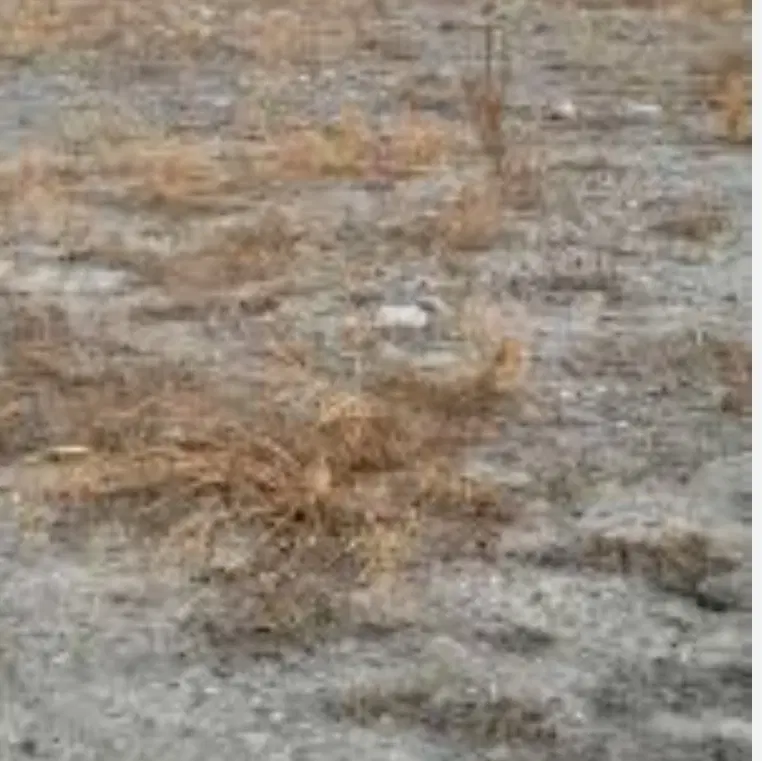 زمین چشم زیارت