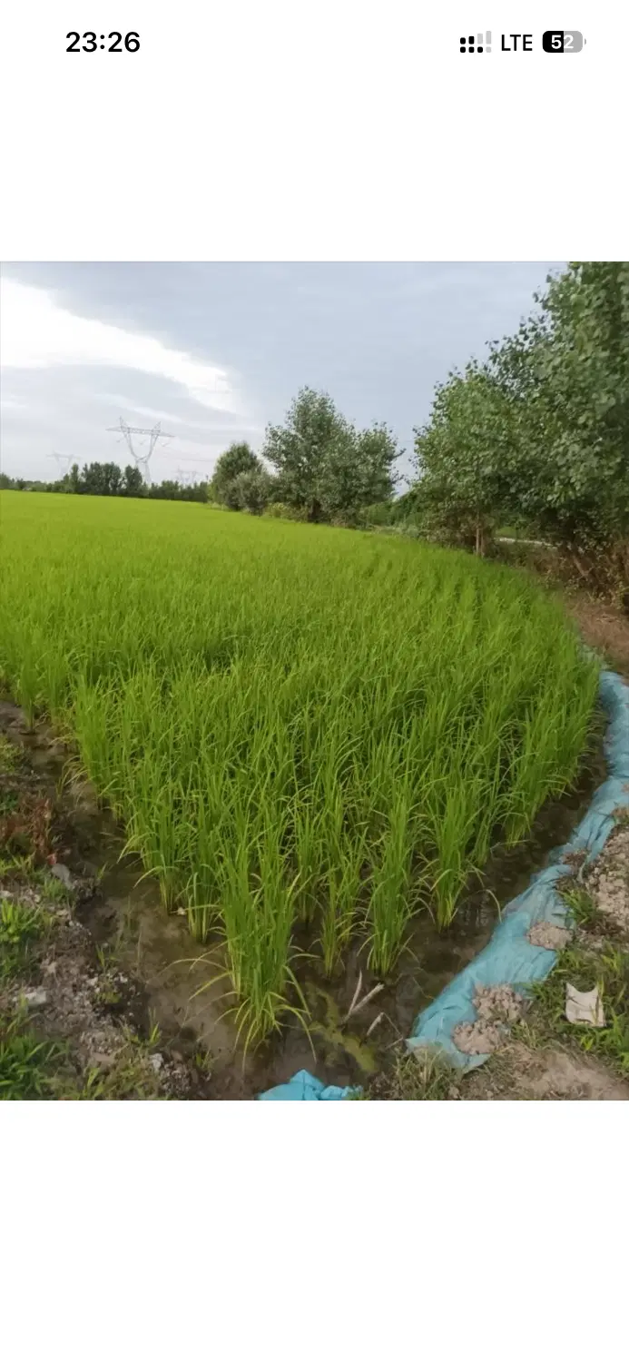 زمین کشاورزی (شالیزار)