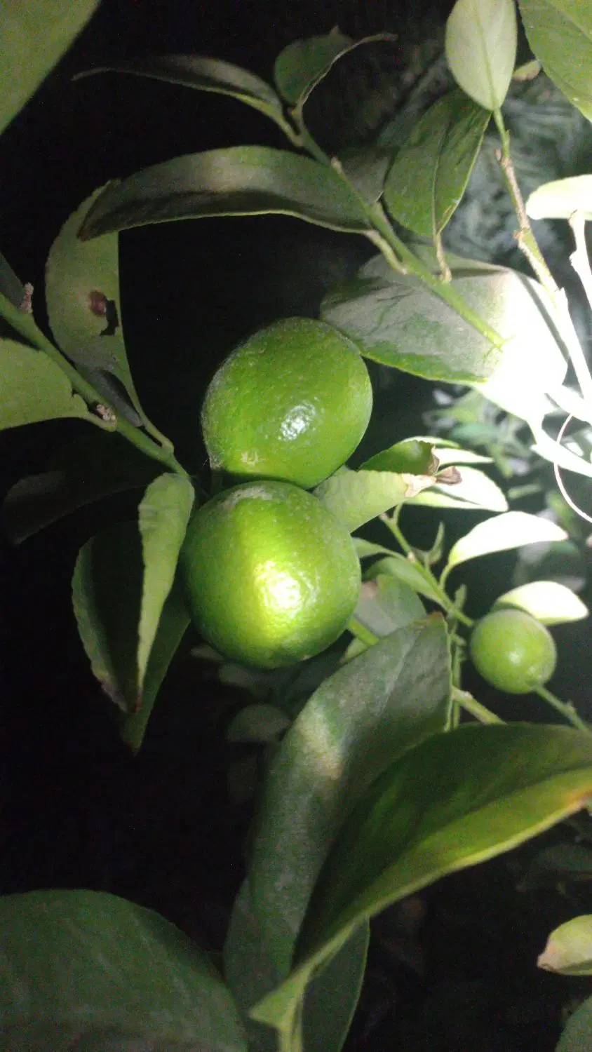 اجاره باغ گورک