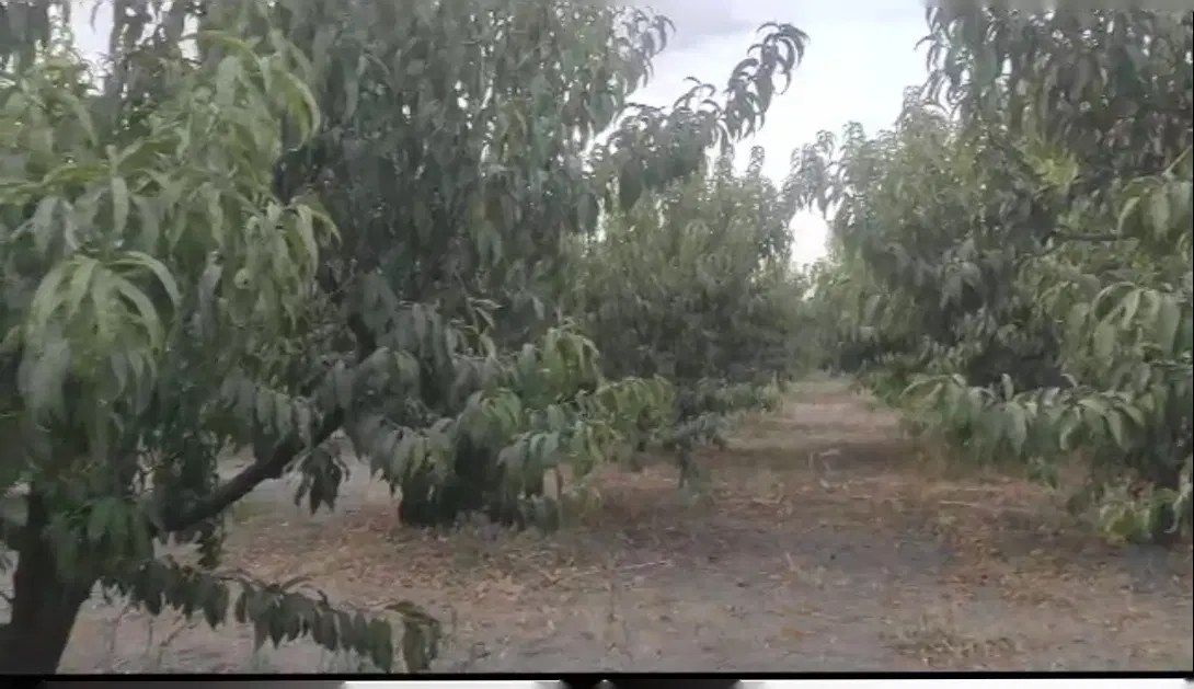 فروش باغ و زمین کشاورزی