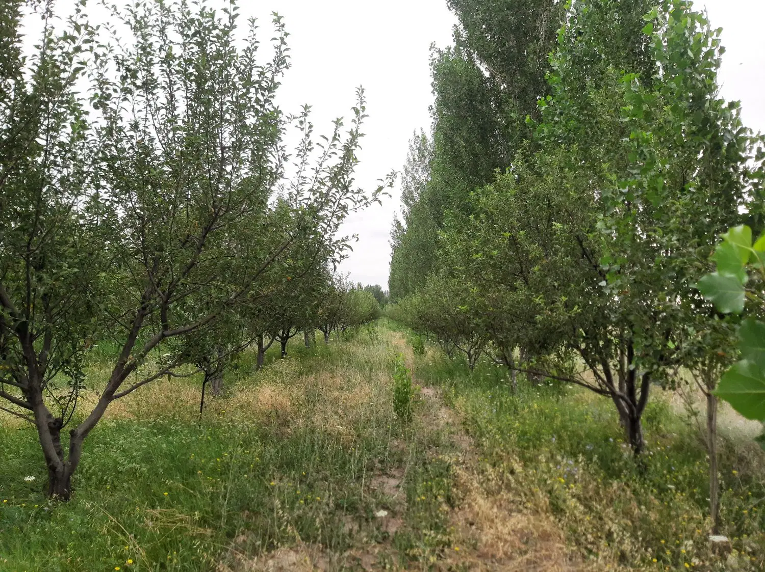فروش باغ در ریحان