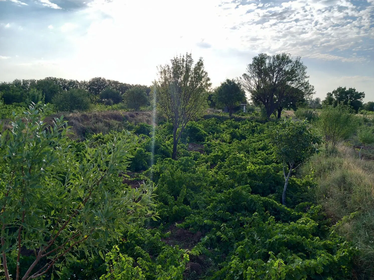 باغ انگور