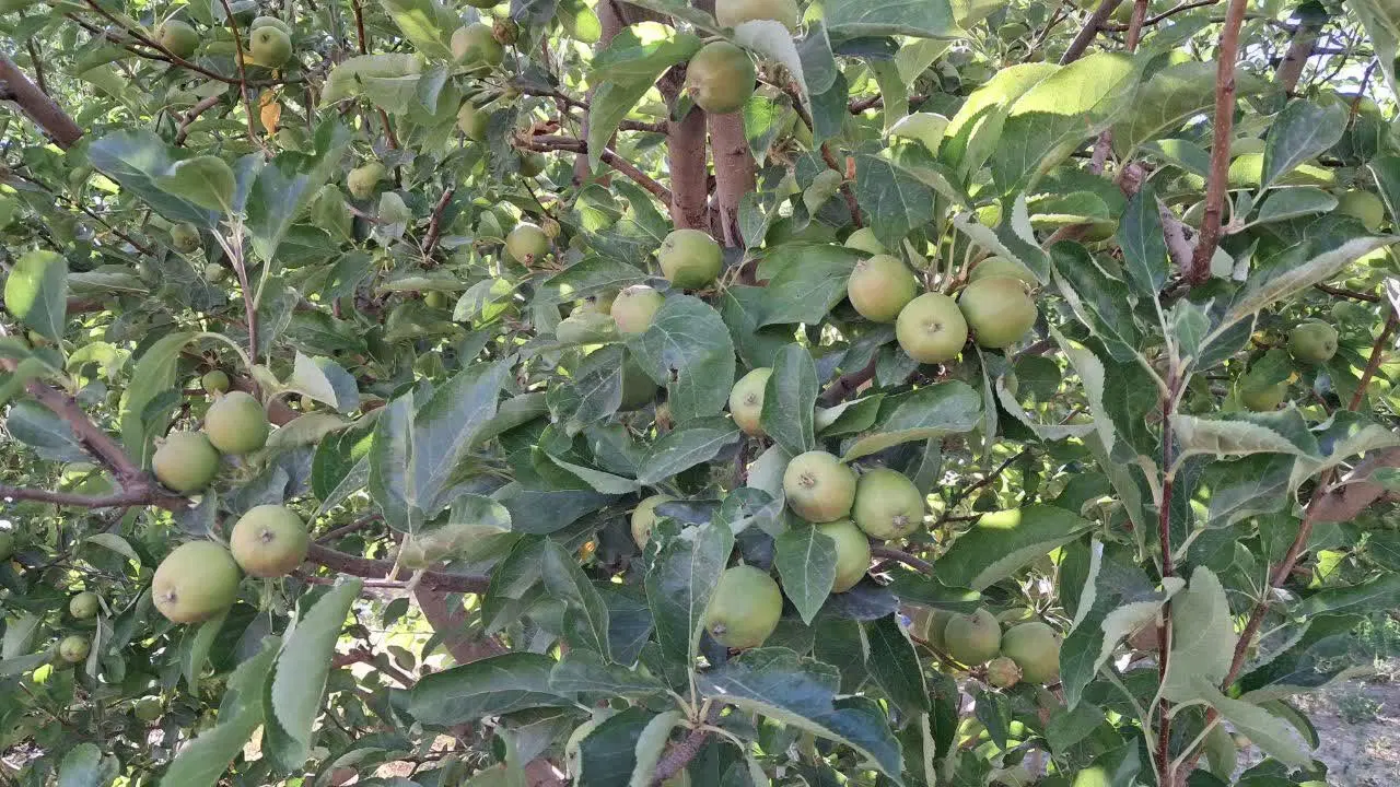 باغ زیبای گردو ، سیب ، هلو