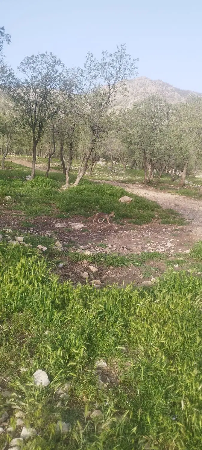 زمین باغ چالسرا