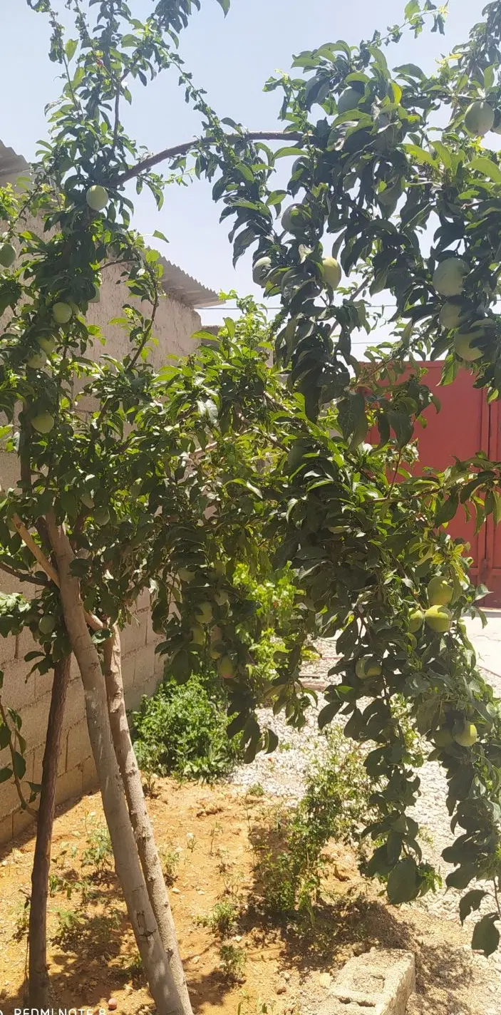 خانه اجاره ای سرابتاوه طبقه همکف به