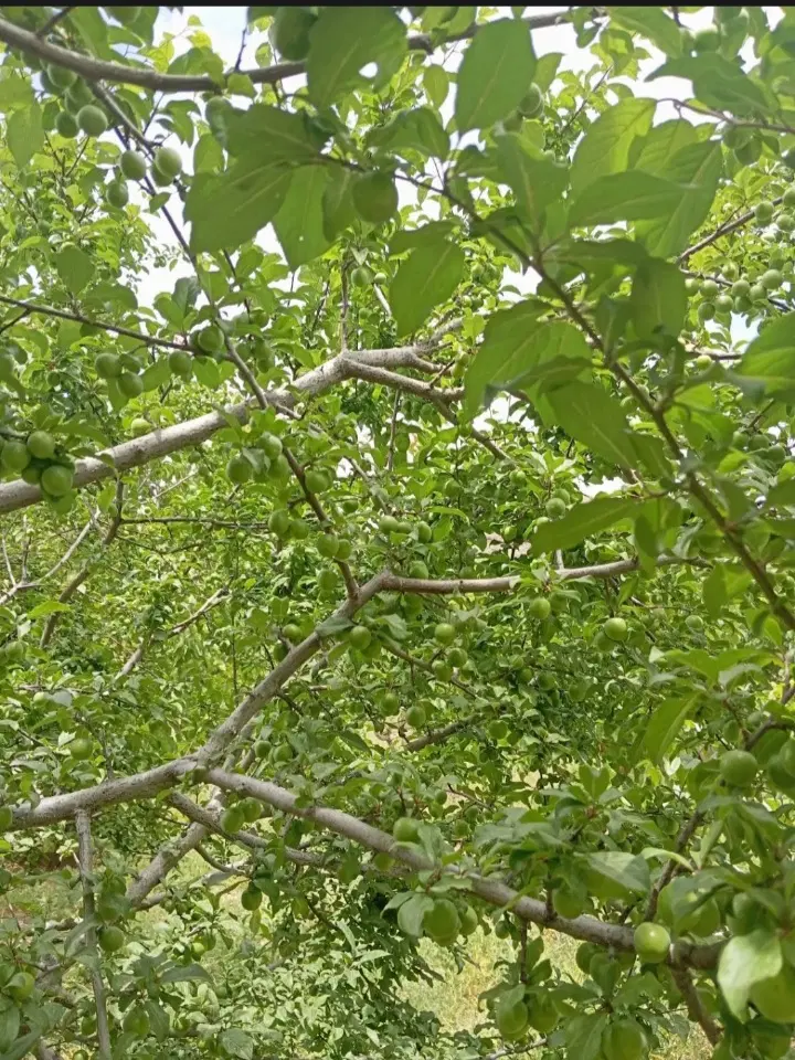 باغ۱۰۰۰متری با درختای ۱۰ساله و بار دهی