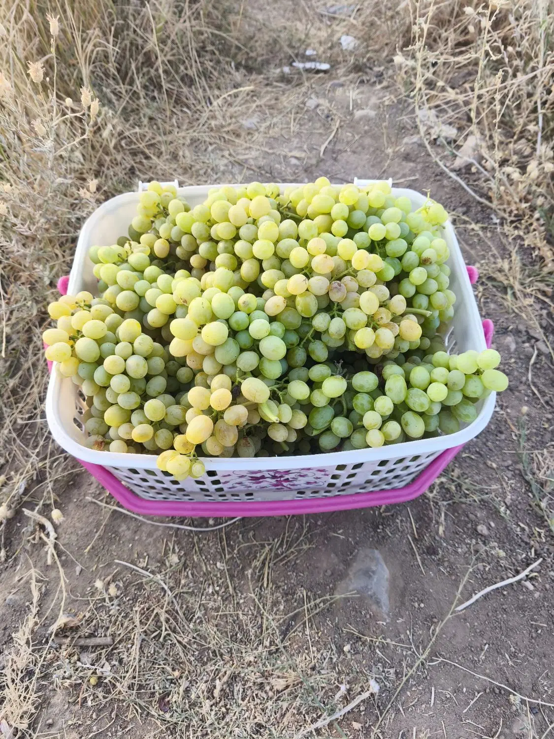 اجاره باغ انگور