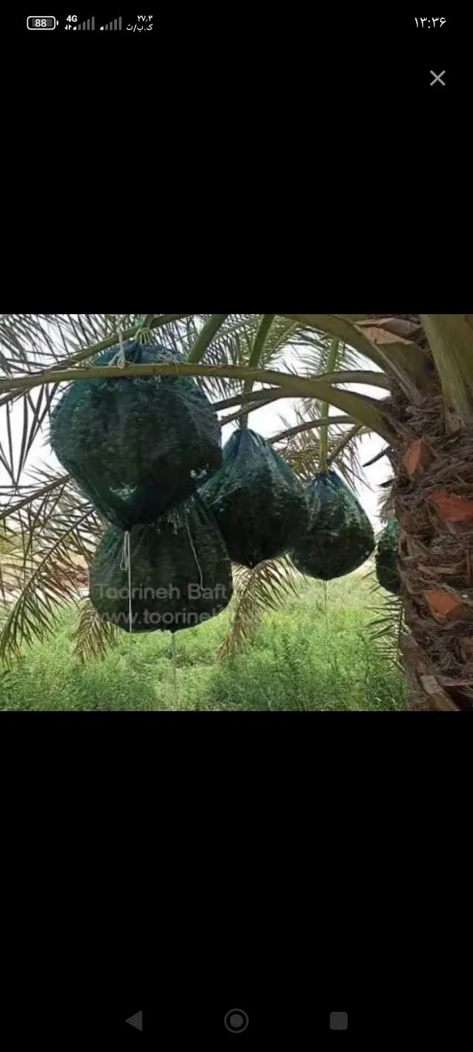 زمین مسکونی سرطاف
