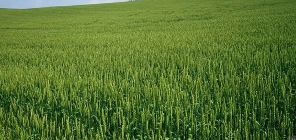 زمین زراعی باغی