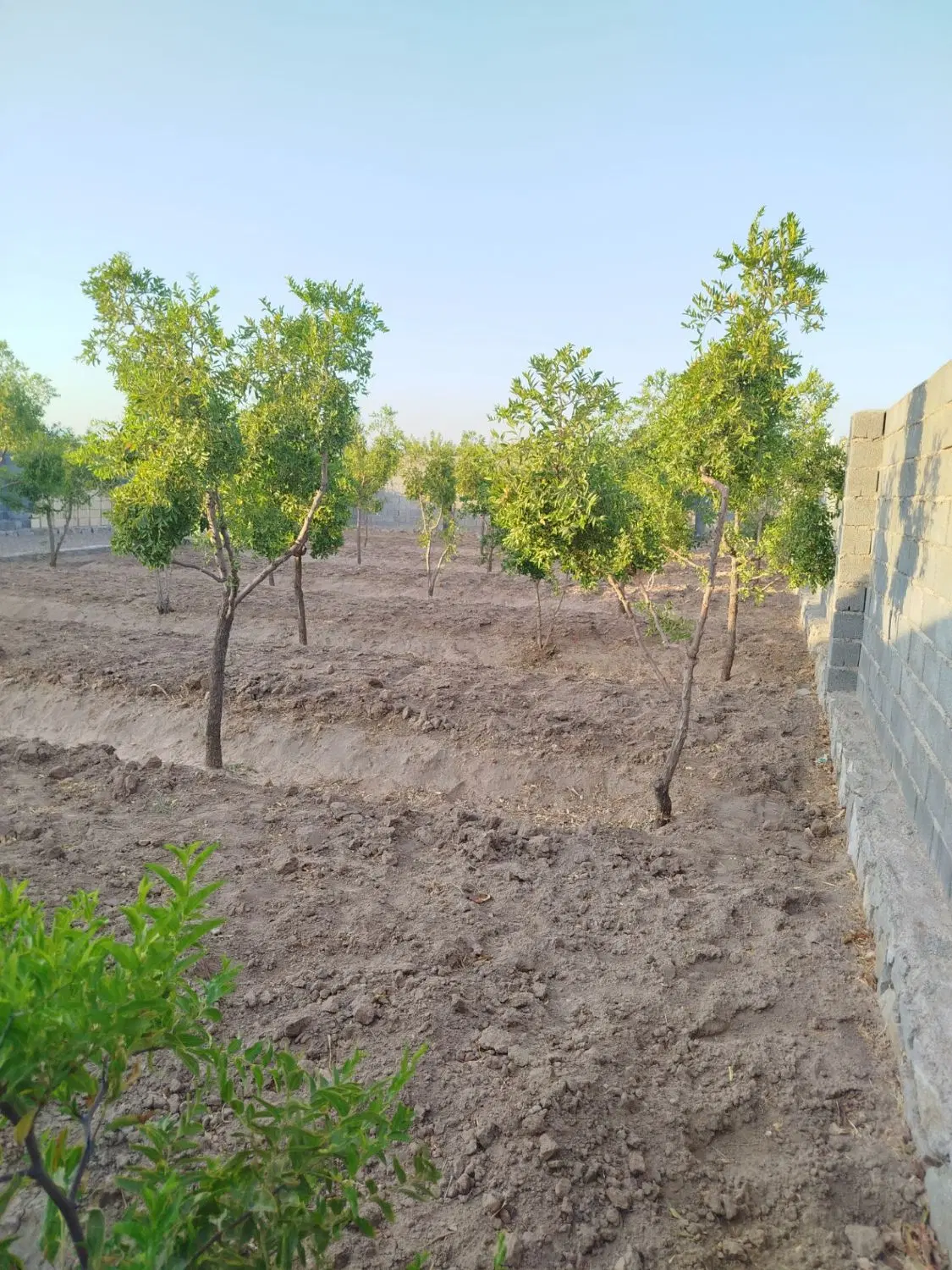 فروش باغ روستای فخر آباد تقاب