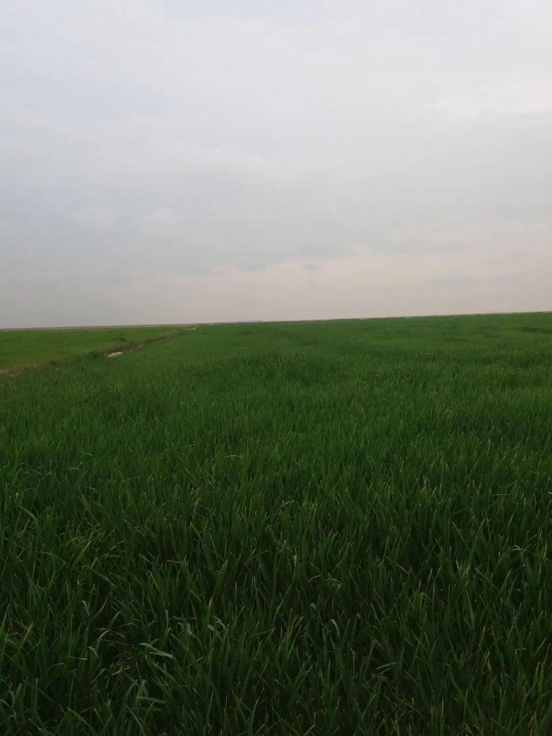 اجاره ی ۱۱_۵ هکتار زمین کشاورزی