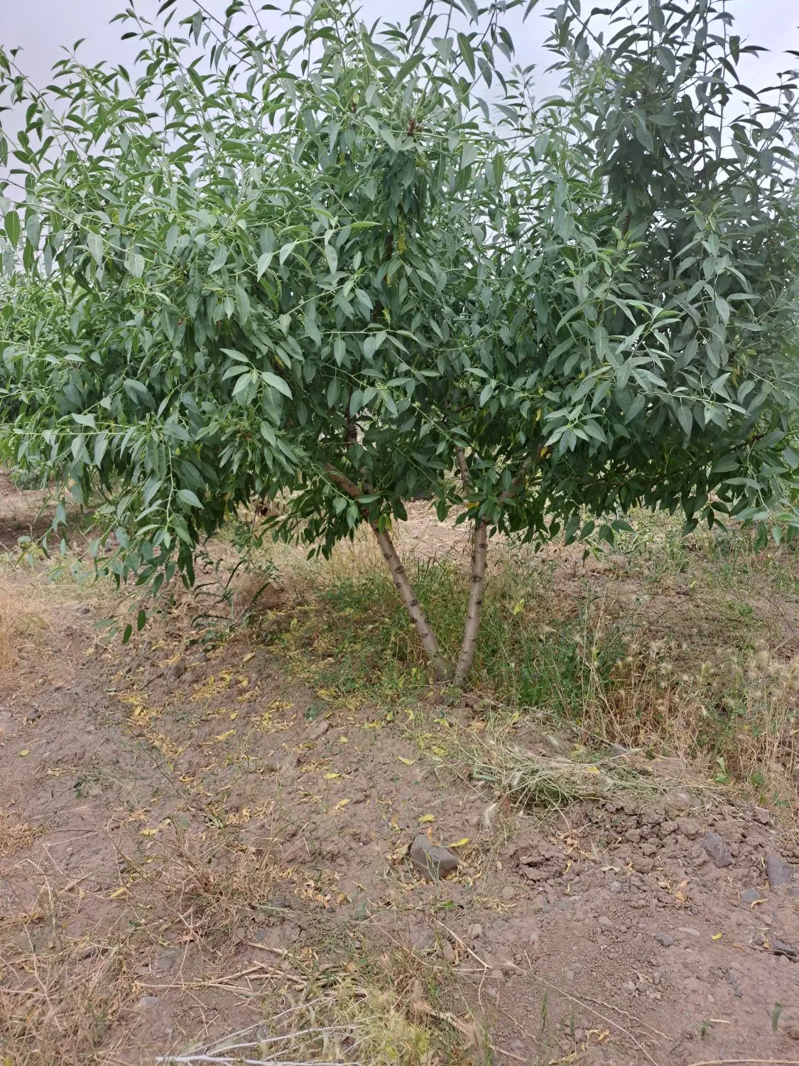 باغ میوه ۵ساله زیباشهر