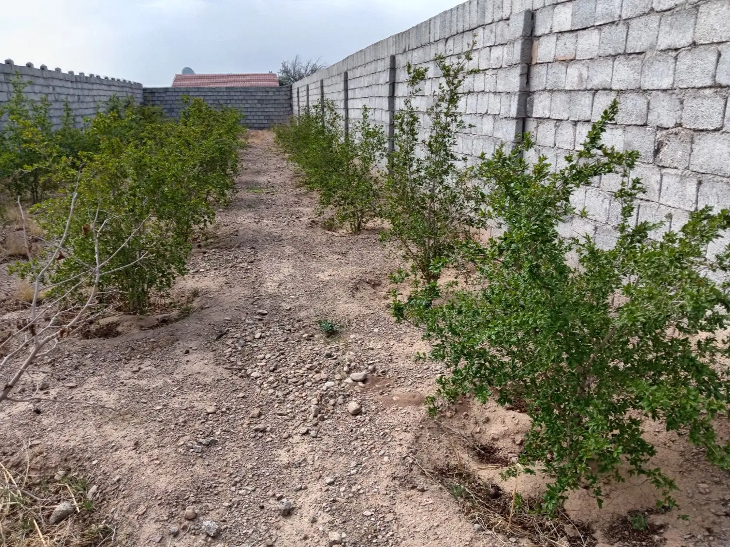 باغ جلال اباد