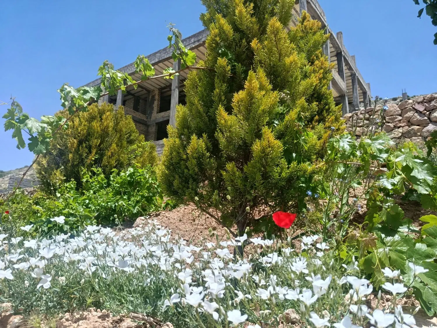 زمین و باغشهر در هماشهر سپیدان