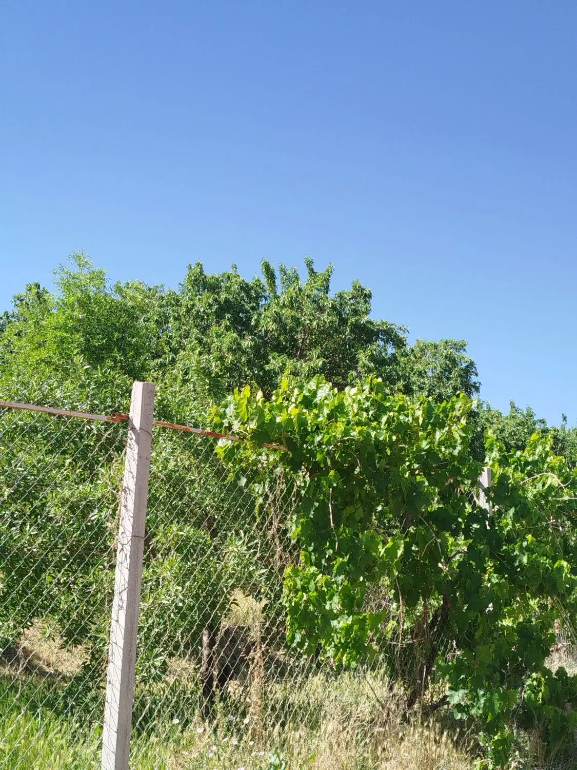 ۵۰۰متر زمین کشاورزی دارای فنس