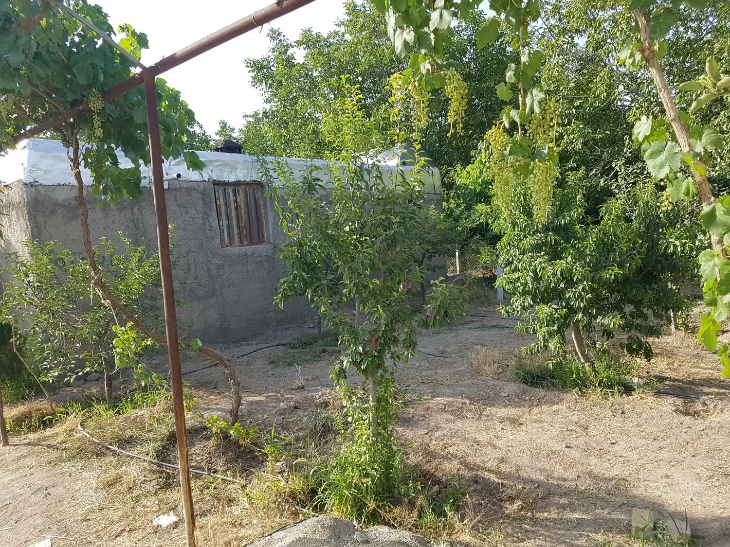 معاوضه باغ