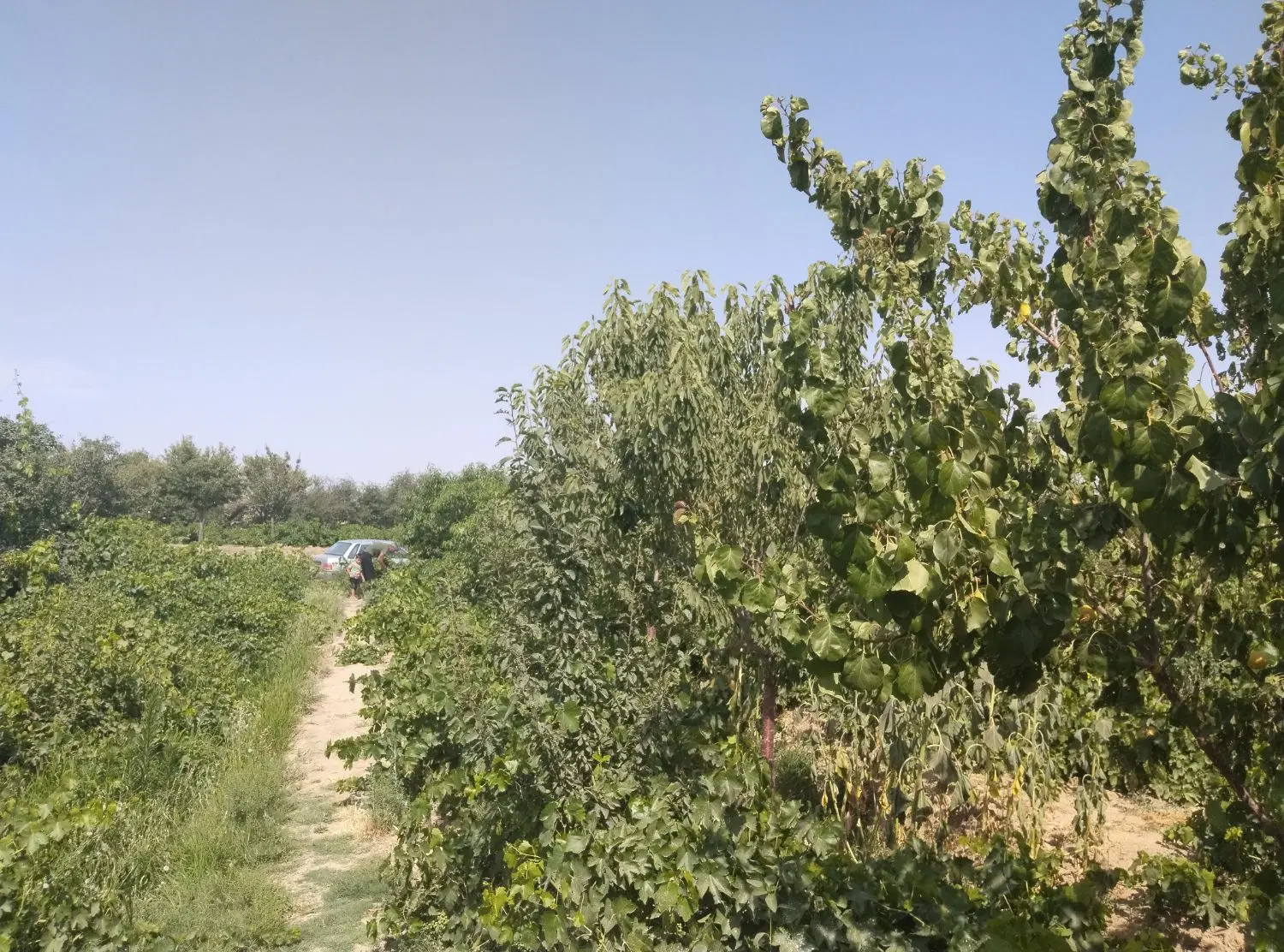 باغ به متراژ 757