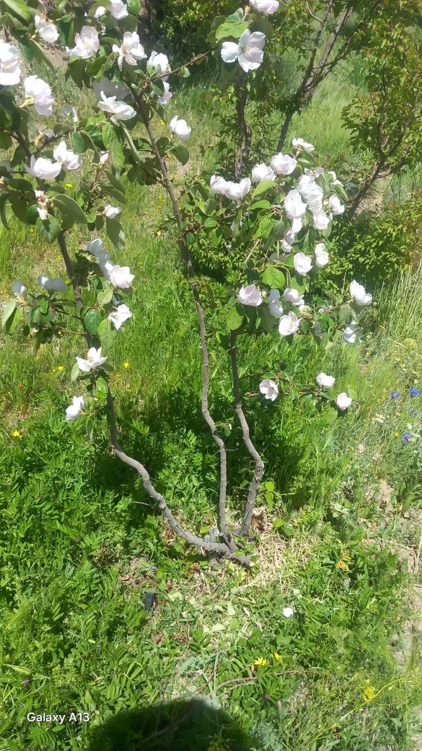 مزرعه شخصی .مجزا.بدون مزاحم.با اب دائمی چشمه