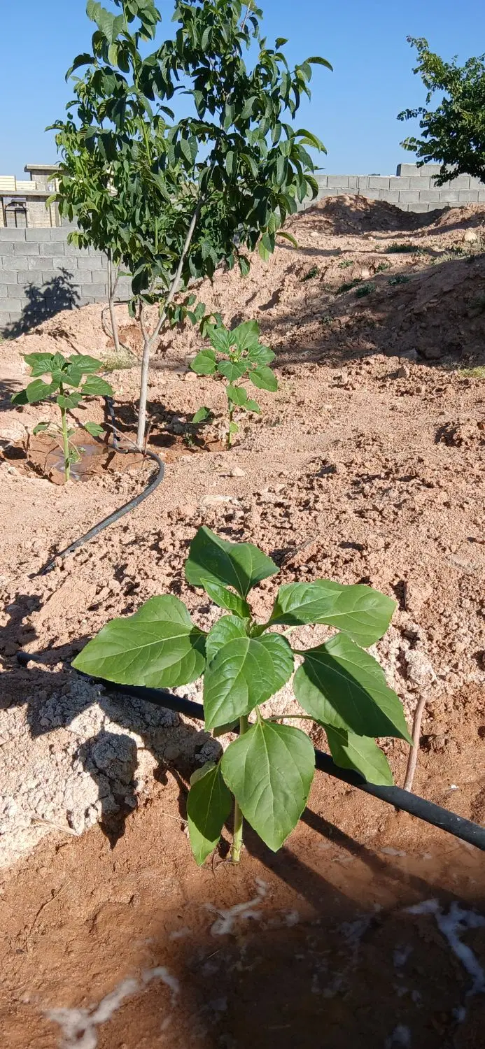 باغ شهری قره چمن