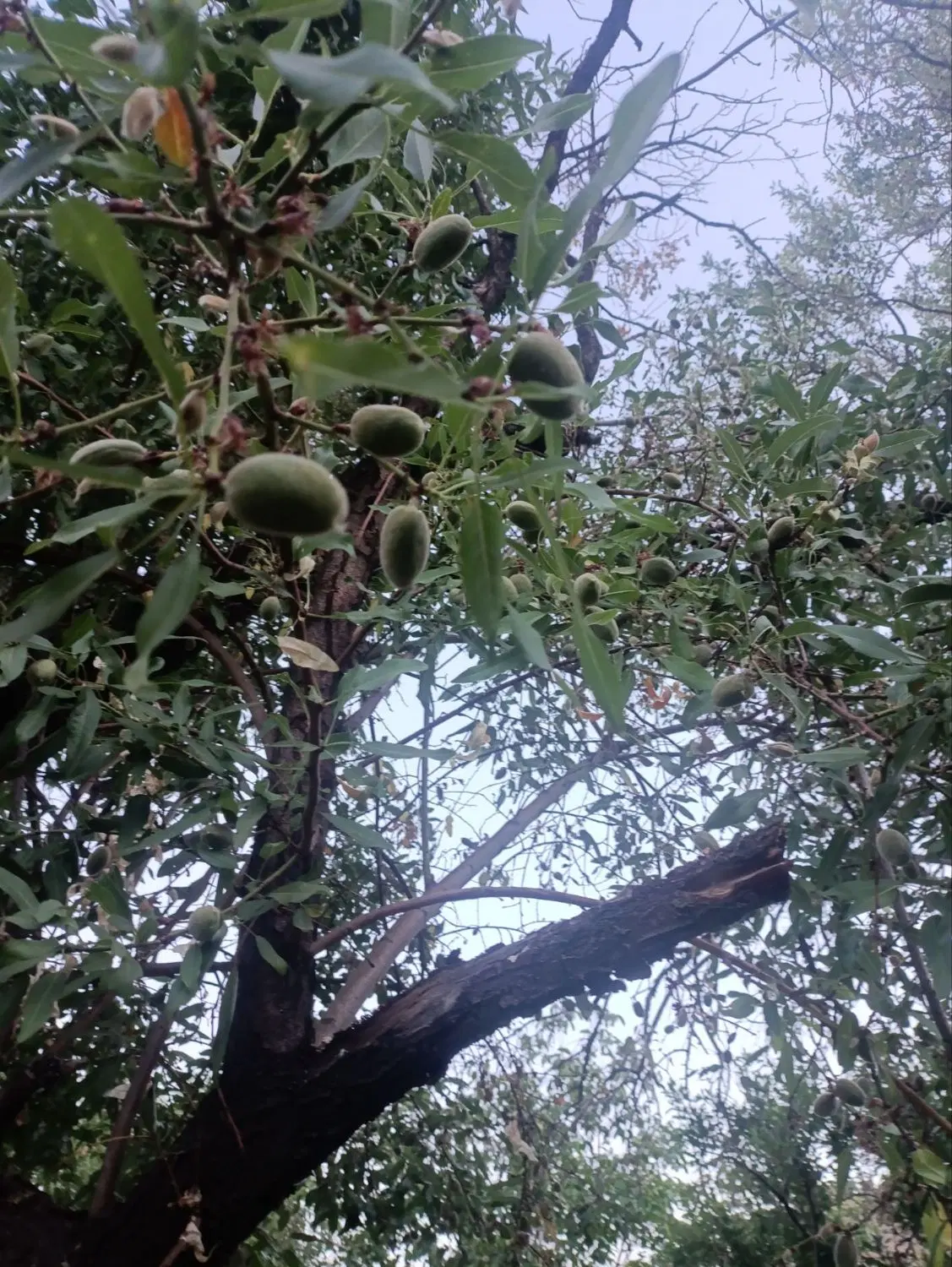 باغ ویلا سمت بهدان روستای تک میان