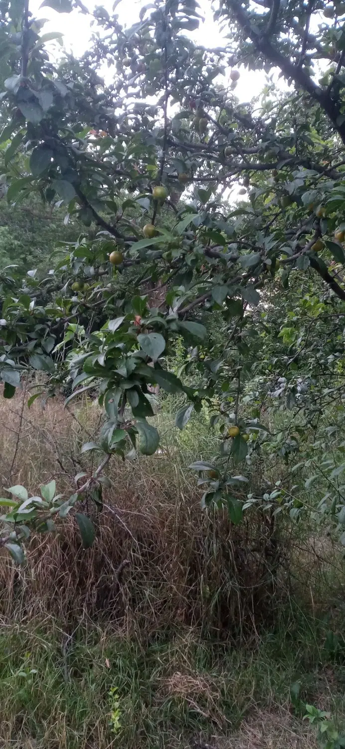 صدوپنجاه مترباغ در روستای جناقرد