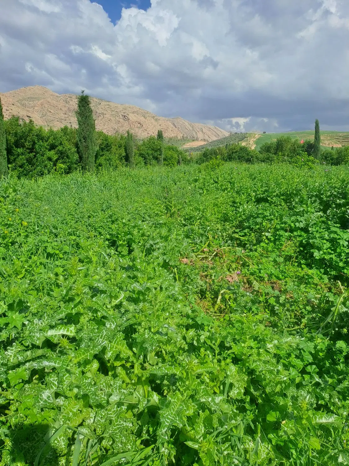 فروش و معاوضه باغ۱۰۰۰ متری