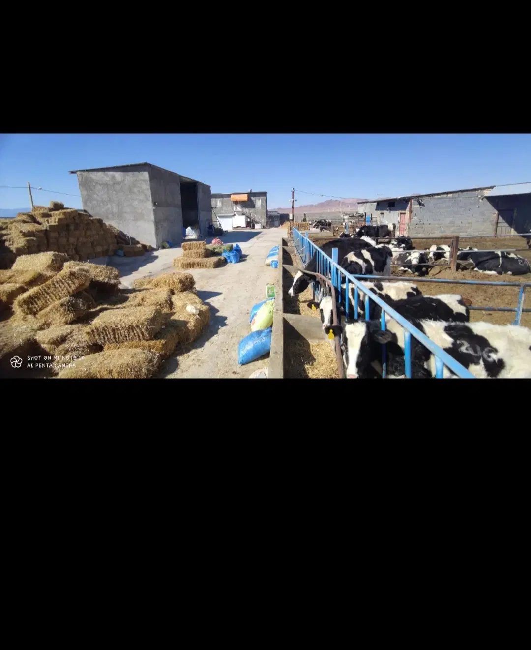 فروش گاوداری