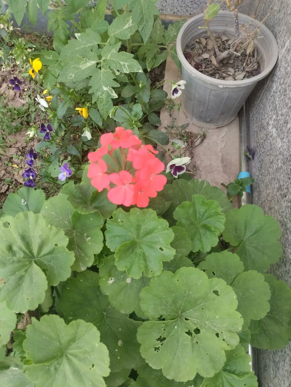 زمین باغی