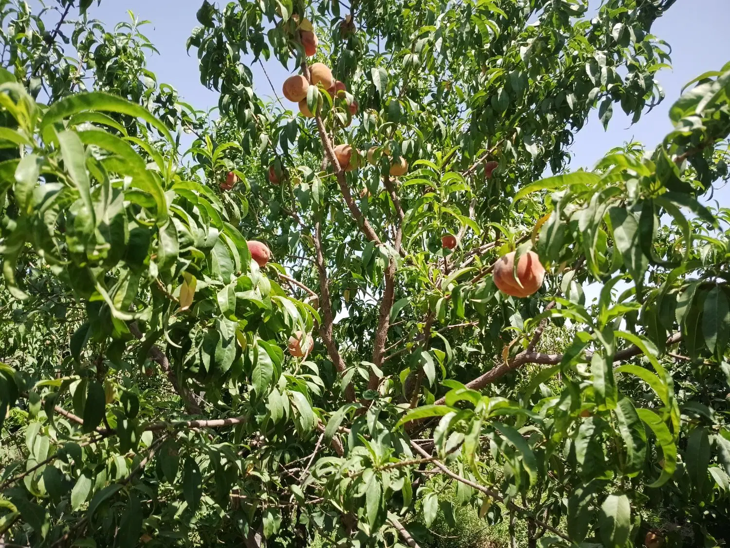 زمین به همراه باغ