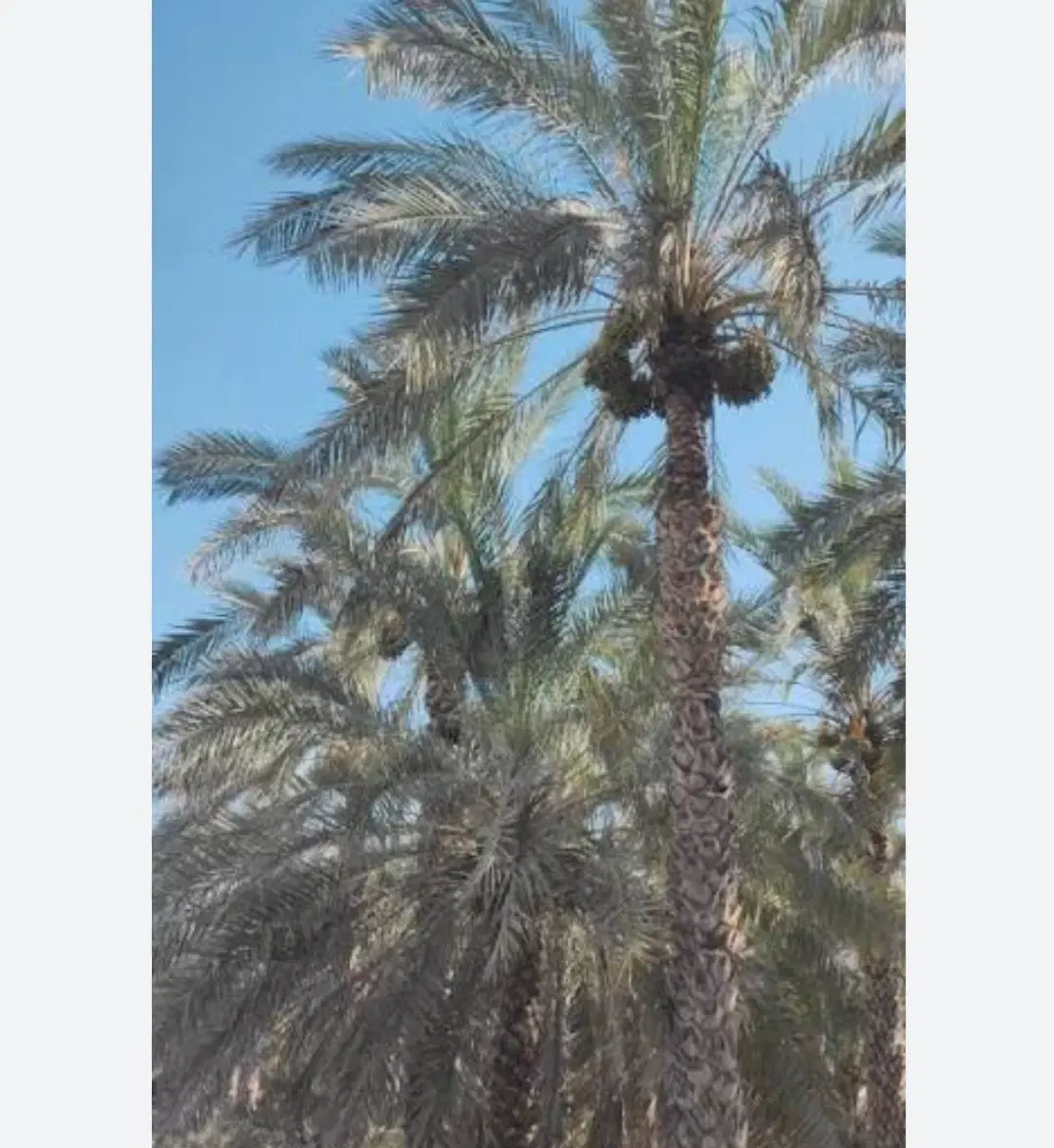 زمین نخلستان و  زمین