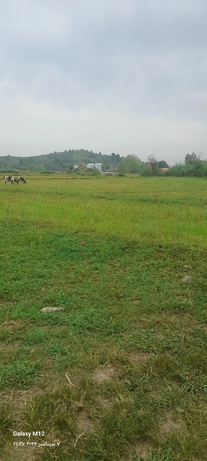 ۱۱هزار شالی سنتی