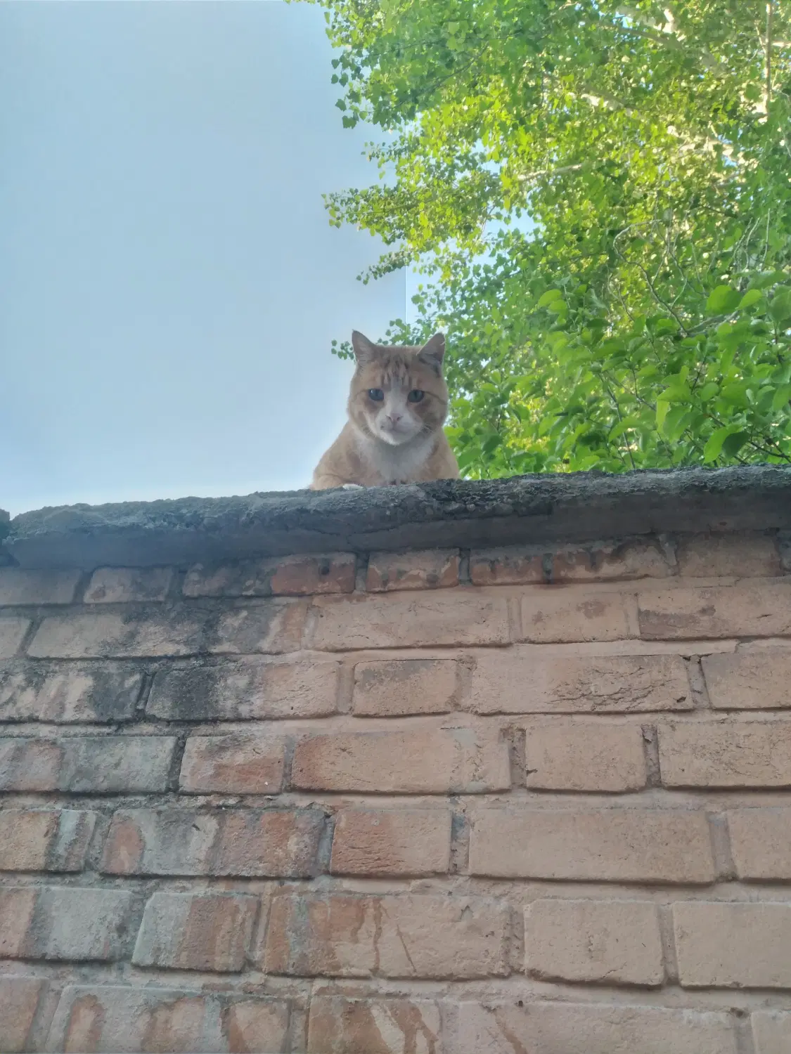 ۱۰۰۰متر زمین همه چی مجانی